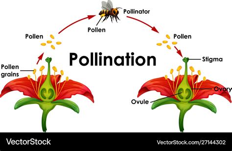 Diagram Showing Pollination With Flower And Bee Vector Image