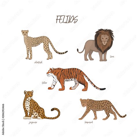 Vector Illustration Set Of Cartoon Cute Felids Cheetah Lion Tiger