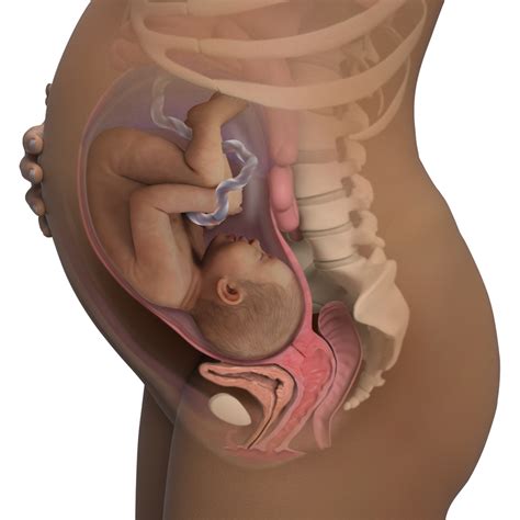Weeks Pregnant Babycenter