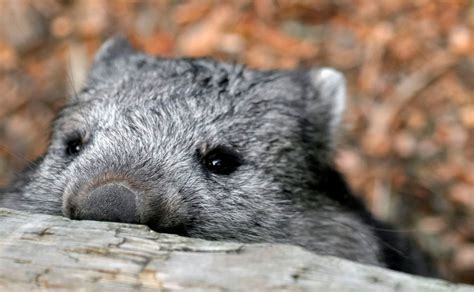 Endlich Geklärt Darum Scheiden Wombats Ihren Kot In Würfeln Aus