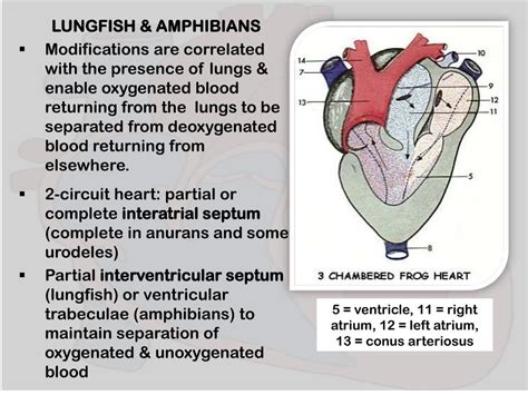 PPT - CIRCULATORY SYSTEM PowerPoint Presentation, free download - ID