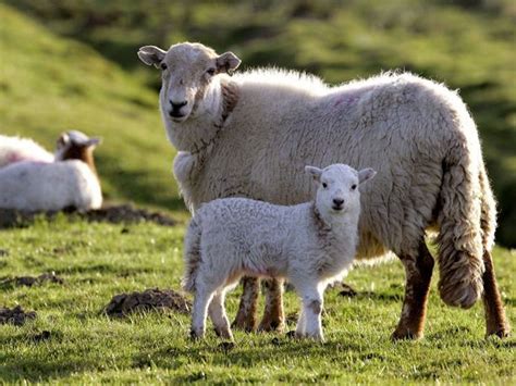 Thousands Of Sheep In Australia Die From ‘banging Their Heads Till They