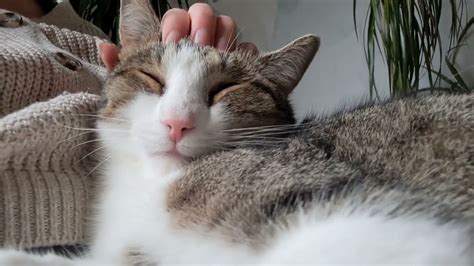 Cat Massage Youtube