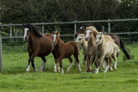 Gallery Welsh Mountain Ponies Moelbanc Stud