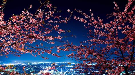 🥇 Japan Tokyo Cherry Blossoms City Lights Cityscapes Wallpaper 45279