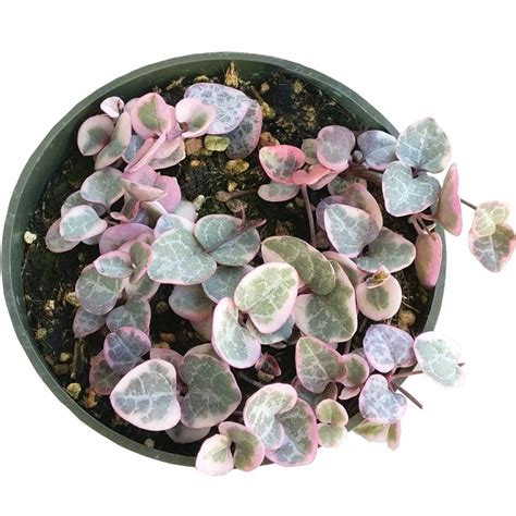 Variegated String Of Hearts Rosary Vine Ceropegia Woodii