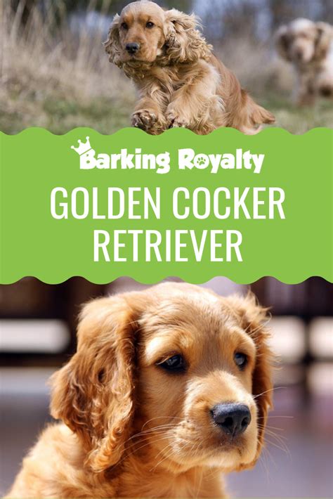 Get ready for so much cute, your brain will explode from all the squee! Pin on Golden Retriever