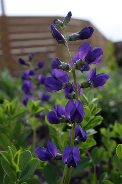 Maybe you would like to learn more about one of these? Plants at Riverlands | Purple flowers, Types of purple ...