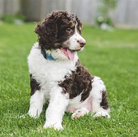 A relatively new breed, the bernedoodle didn't first appear until the early 2000s. Bernedoodle Puppies For Sale | Available in Phoenix ...