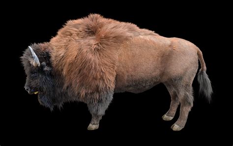 Bison Bull Hair Fur Rigged Low Poly Animal Modelo 3d In Toros 3dexport