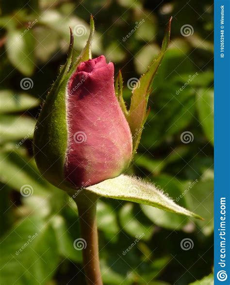Beautiful Vertical Shot Of A Pink Rosebud Stock Photo Image Of Garden