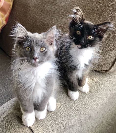 Cute Kittens Gray And Black Tuxedo Domestic Longhair Cats Spike Grey
