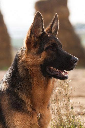 Things We All Like About The Intelligent German Shepherd Dogs