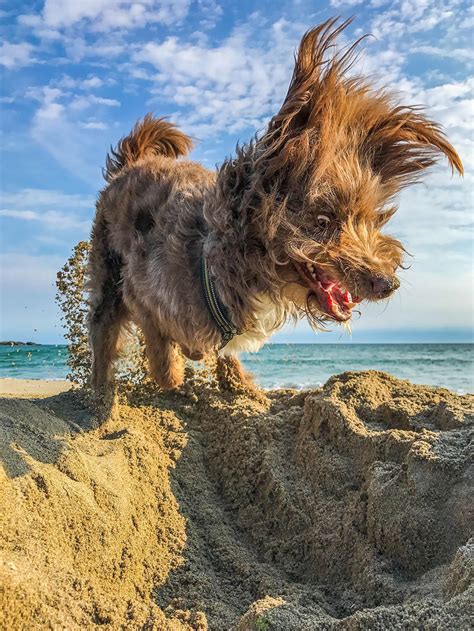 The Comedy Pet Photography Awards 2017 The Funniest Photos Of Pets