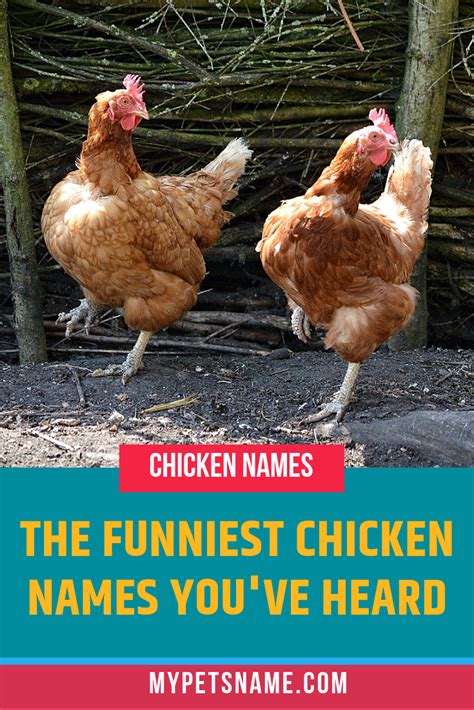Funny Chicken Names Funny Chicken Names Chicken Names Chickens Backyard