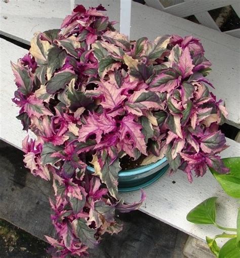 22 Best Purple And Green Plants You Should Try Growing