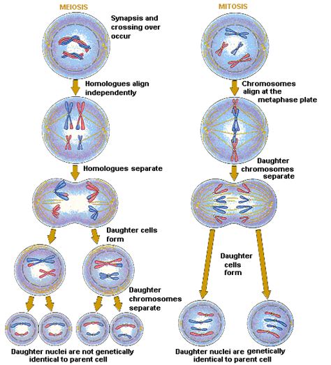 Quia Compare Mitosis To Meiosis