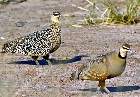 Pteroclidae Sandgrouse Discover Life