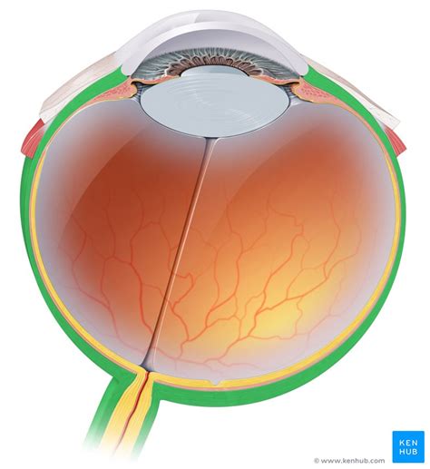 Structure Of The Eyeball Anatomy Parts Kenhub