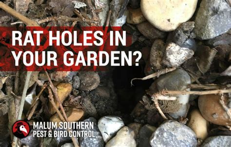 Found Rat Holes In Your Garden Find Out What To Do About Them