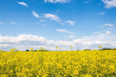 Rapeseed Bloominf Yellow Fields In Spring Under Blue Sky In Sunshine