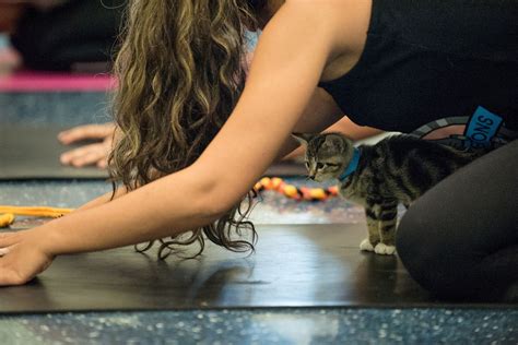 Yoga With Shelter Cats Is The Purrfect Workout For Your Body And Soul Purrfect Cat Shelter Yoga