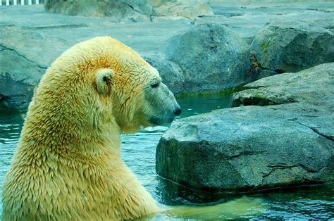 Alaska Zoo Polar Bear Ii By Django4 On Deviantart