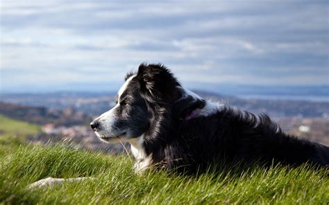 10 Reasons Why You Should Adopt A Senior Dog Three