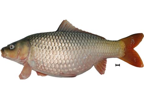 Gambar Ikan Mas Png - Klik OK