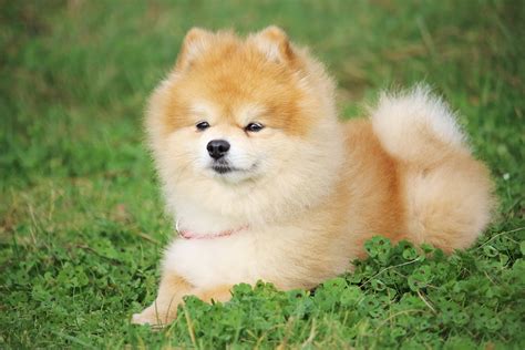 37 Cute Prix Chien Spitz Nain Picture 4k Frbleumoonproductions