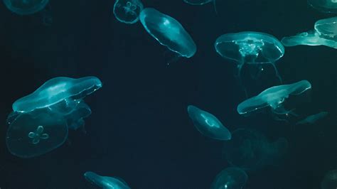 Download Wallpaper 1920x1080 Jellyfish Underwater World