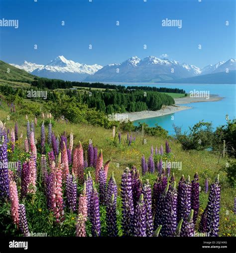 Lupins Beside Lake Pukaki And Snow Capped Mount Cook South Island New