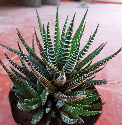 11 Best Indoor Succulents Cactus Plants Planting Succulents Cacti