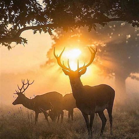 Beautiful Deer At Sunrise Wildlife Photography Animals Beautiful