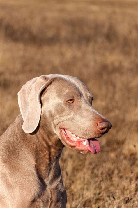 Weimaraner Portrait Close Up Of A Hunting Dog Loyal Friend Stock