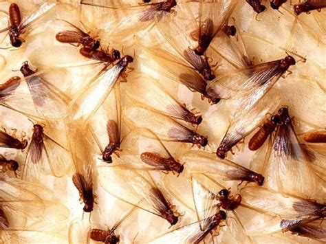3 Easy Ways To Get Rid Of Flying Termites Fast Pest Wiki