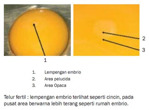 Namun, telur ini hanya bisa bertahan. Manusia Biasa: PERKEMBANGAN EMBRIO ANAK AYAM :D