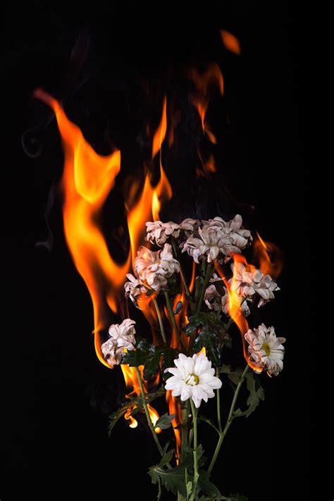 Fire Flowers By Daniil Aleksandryants Via Behance I Like That You See