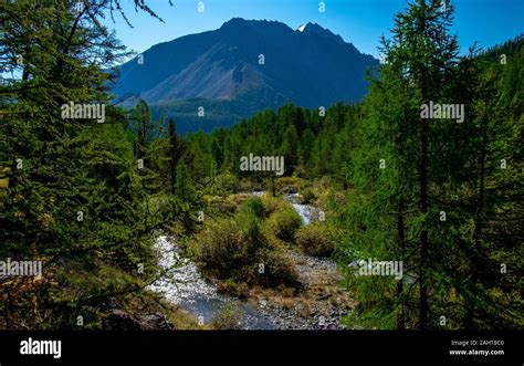 Mountain River Flows Through The Forest In The Altai Republic Stock