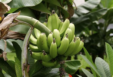If You Live In Usda Zones 811 You Get To Grow A Plantain Tree Im