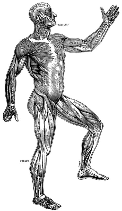 Mans Muscular Anatomy