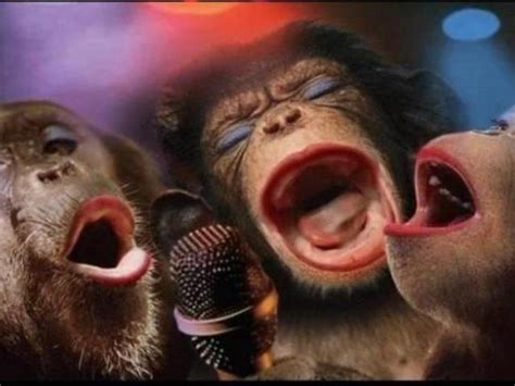 Monkeys Singing Monkeys Funny Monkey Pictures Funny Happy Birthday