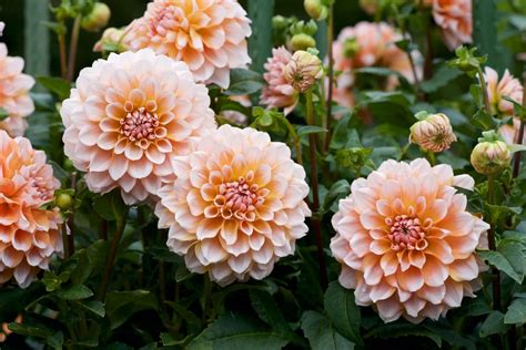 How To Grow Dahlias Plant Care And Tips Uk