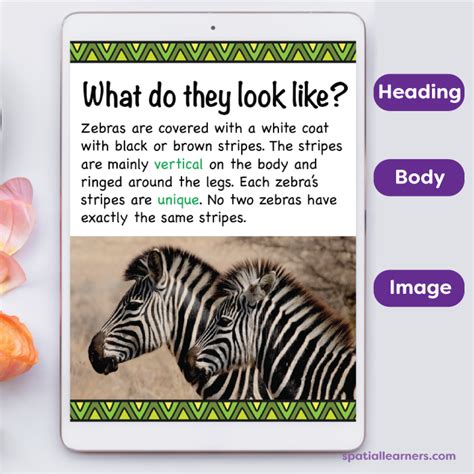 Zebras Basic Facts About Zebras Science Spatial Learners