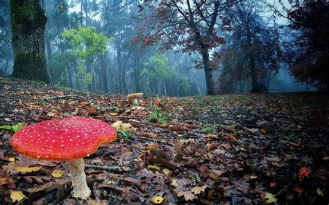 Mushroom In The Hills Of Adelaide Commonswiki Loves Earth 2016