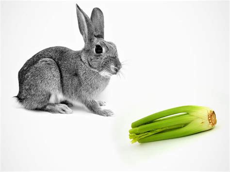 Bunnies eat almost anything, except for meat products. Can Rabbits Eat Celery: Rabbit's Response to Celery - Petyro