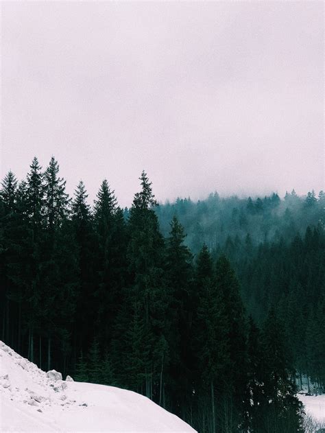Snowy Hilly Terrain With Coniferous Forest · Free Stock Photo