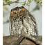 Species Spotlight Flammulated Owl  Columbia Land Trust