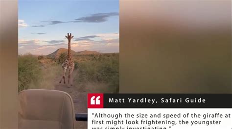 Watch Giraffe Chases Vehicle Of Tourists Through A South African Safari Park Affluencer