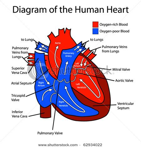 Plasma proteins govern the distribution of water between the blood and tissue fluid by producing what is known as a colloid osmotic pressure. Circulatory System: "Keeping you alive" | Why Biology is FUN
